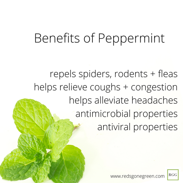 4 Benefits and Uses of Peppermint Essential Oil Red s Gone Green