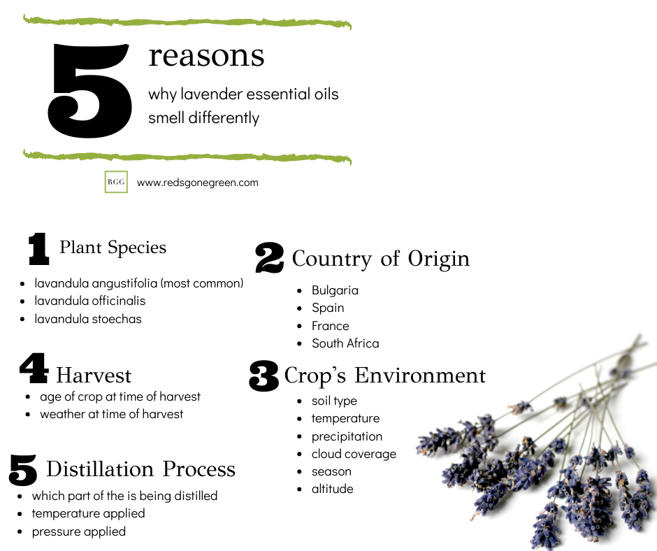 [Part 2] Why does this Lavender Essential Oil smell different than that one?!
