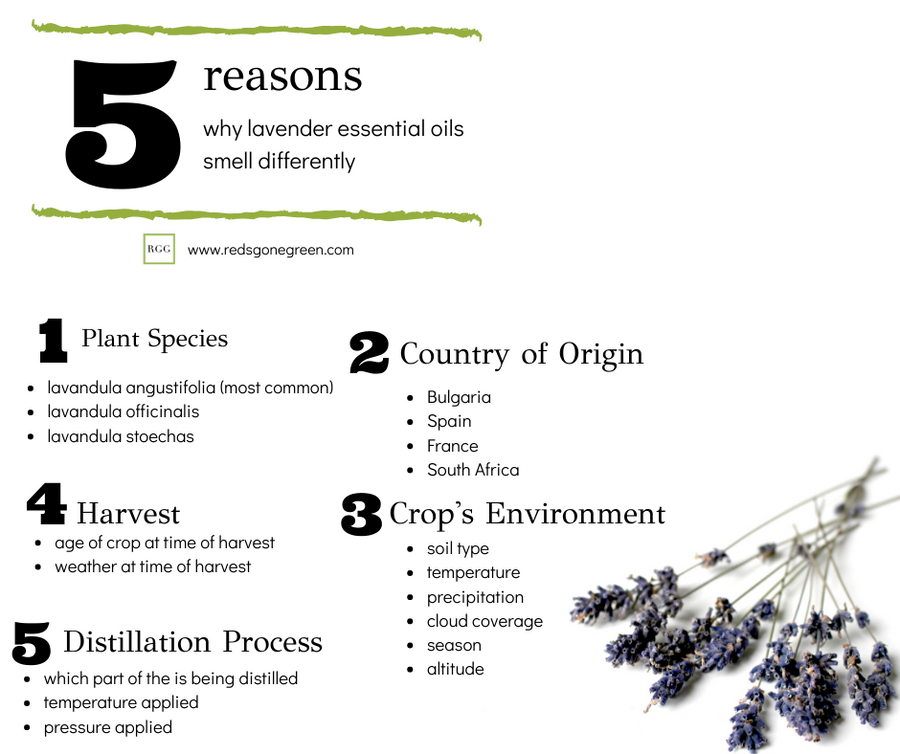 [Part 2] Why does this Lavender Essential Oil smell different than that one?!