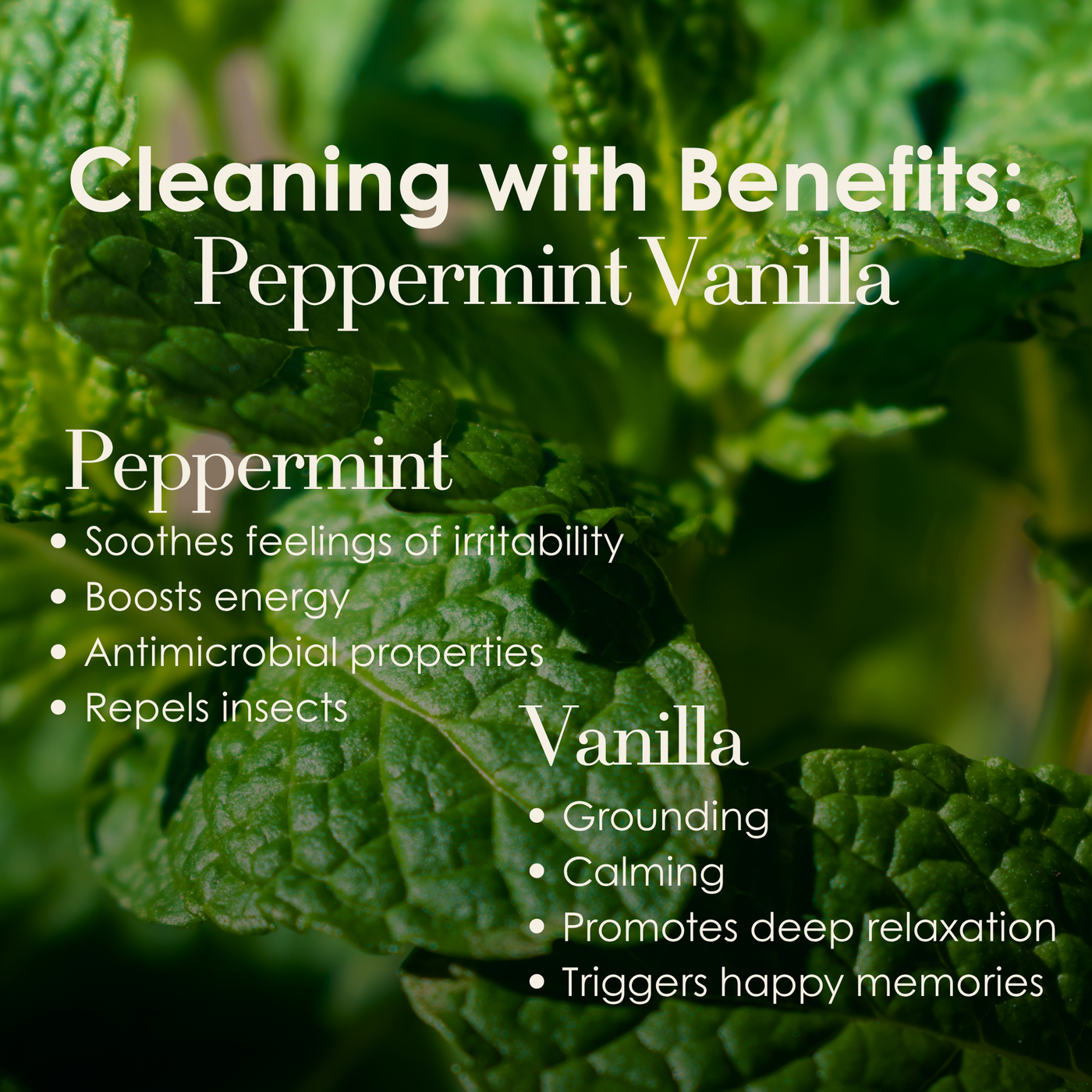 16 oz Peppermint Vanilla All Purpose Cleaner Spray